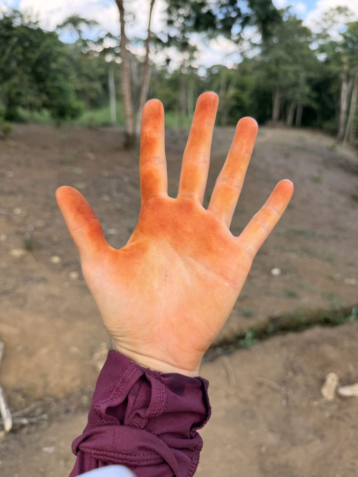A hand coloured orange with achiote seeds