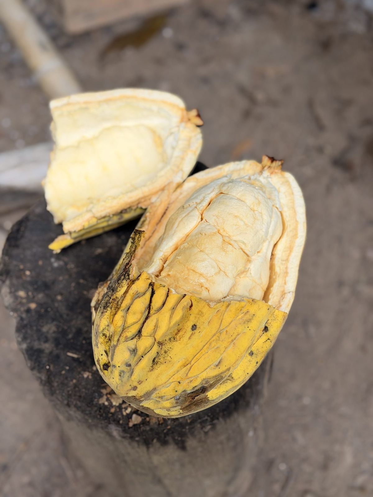 An open cacao pod