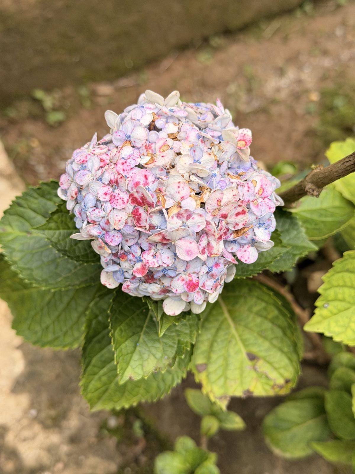 A blue and pink hydrangea flower