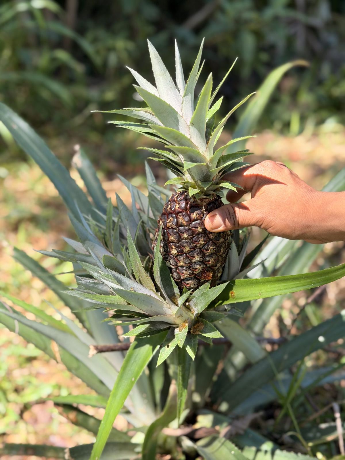 A pineapple on the plant