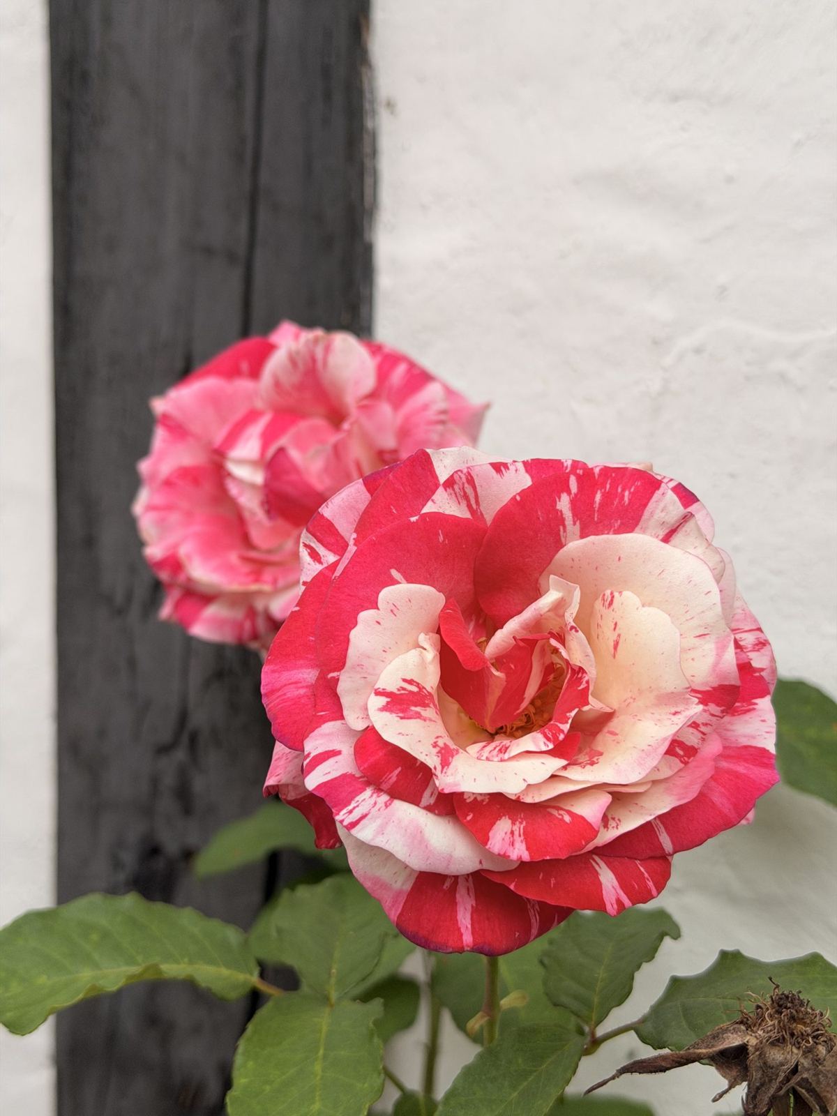 A red and white rose