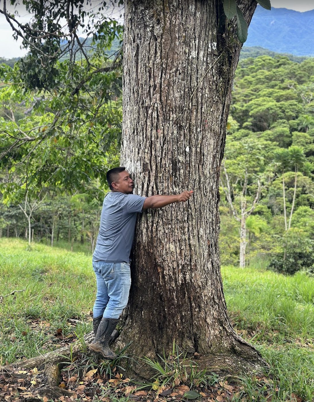 Taita Miguel Mavisoy embracing a large tree