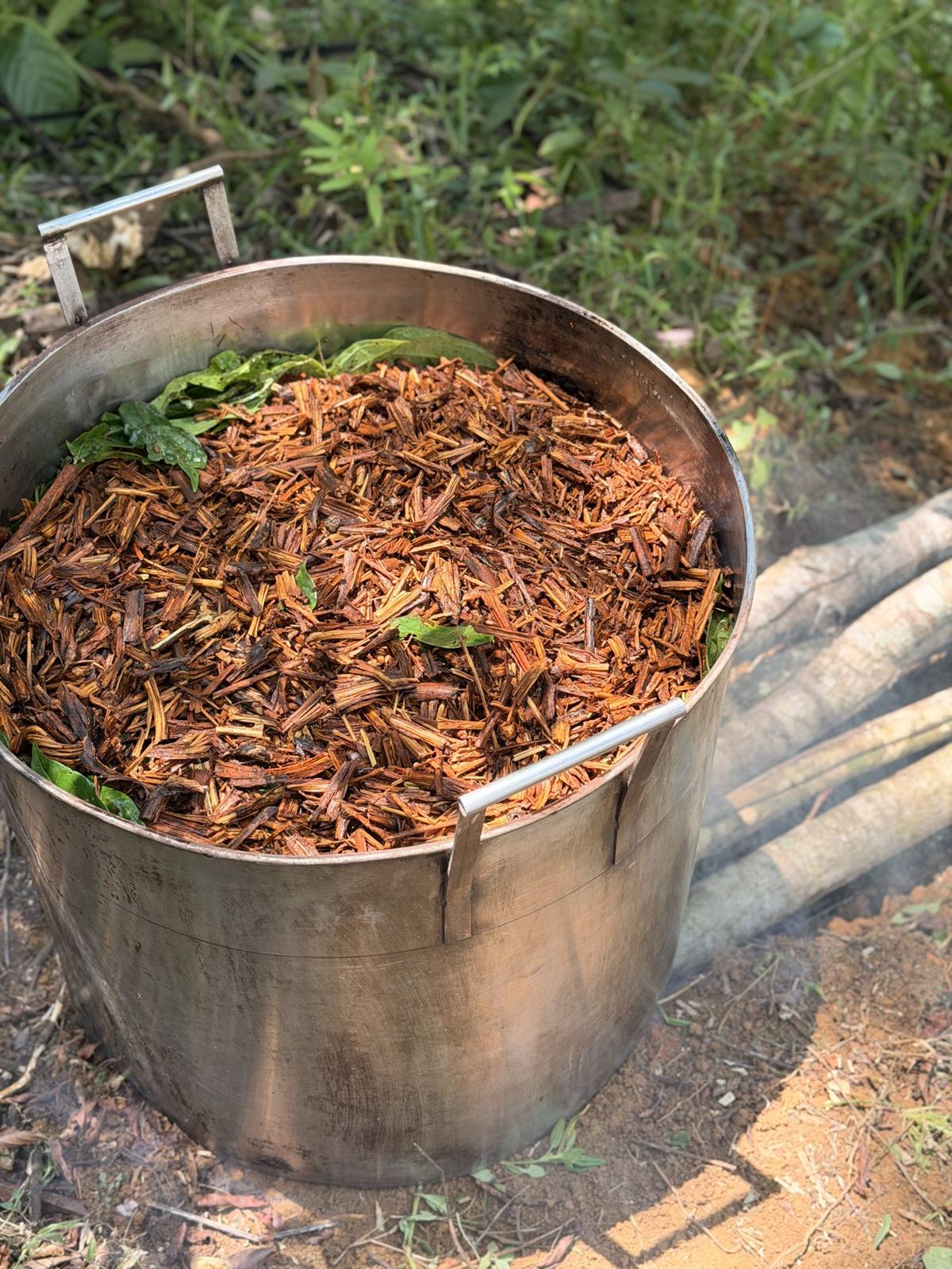 Yagé in a large pot