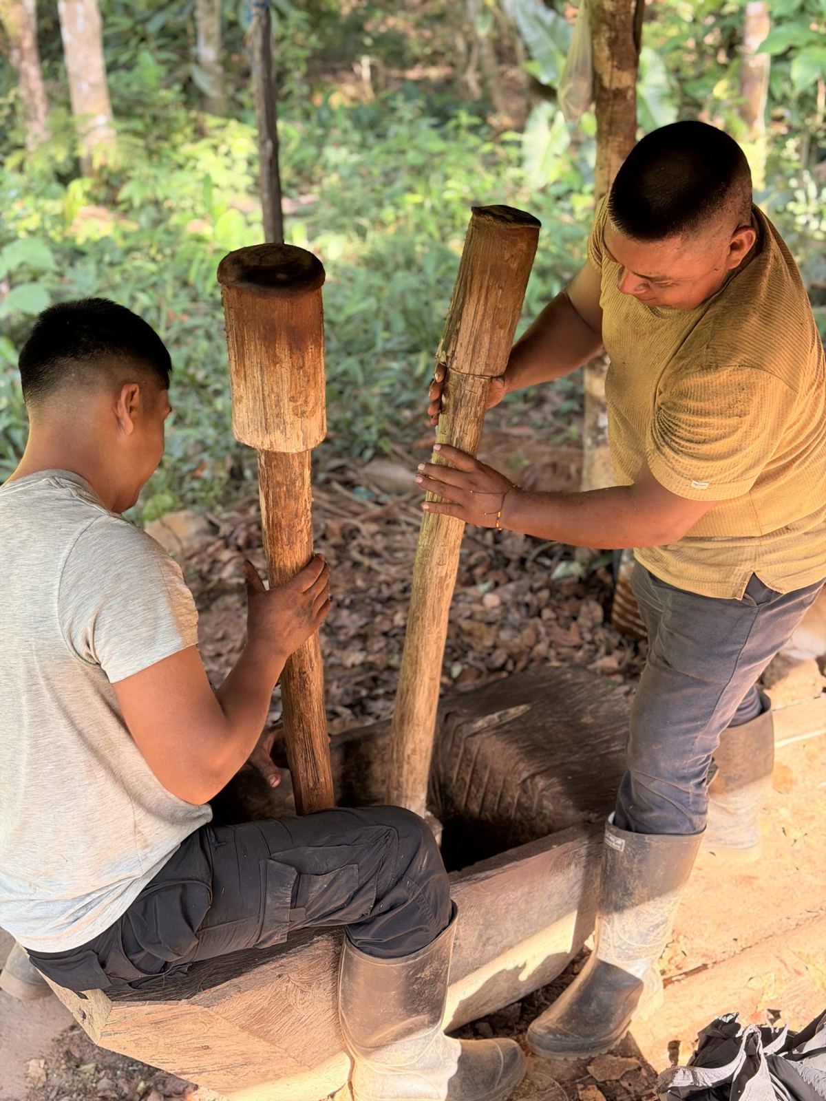 Two men pounding the yagé vine with wooden poles