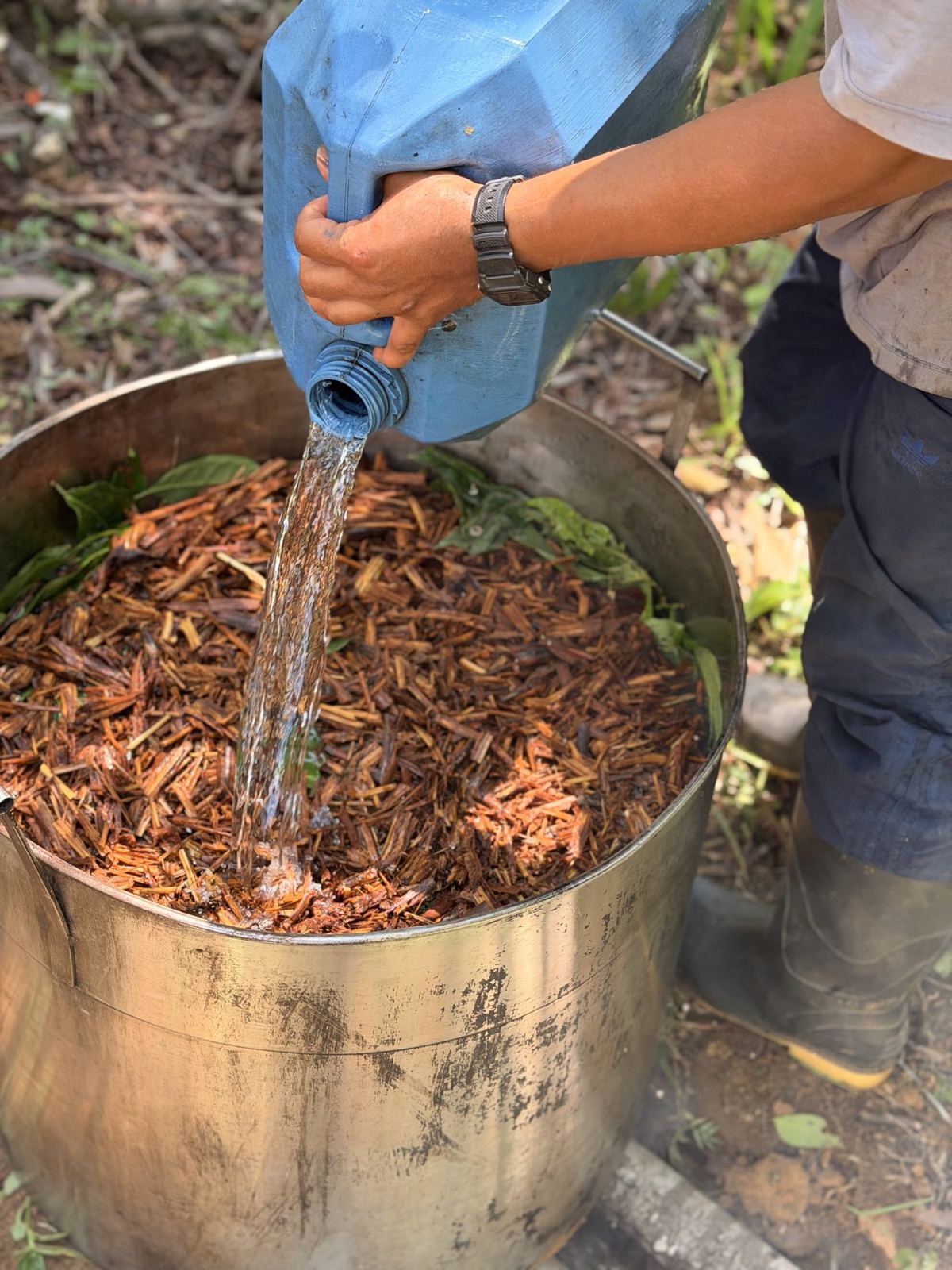 Water poured into the pot of yagé