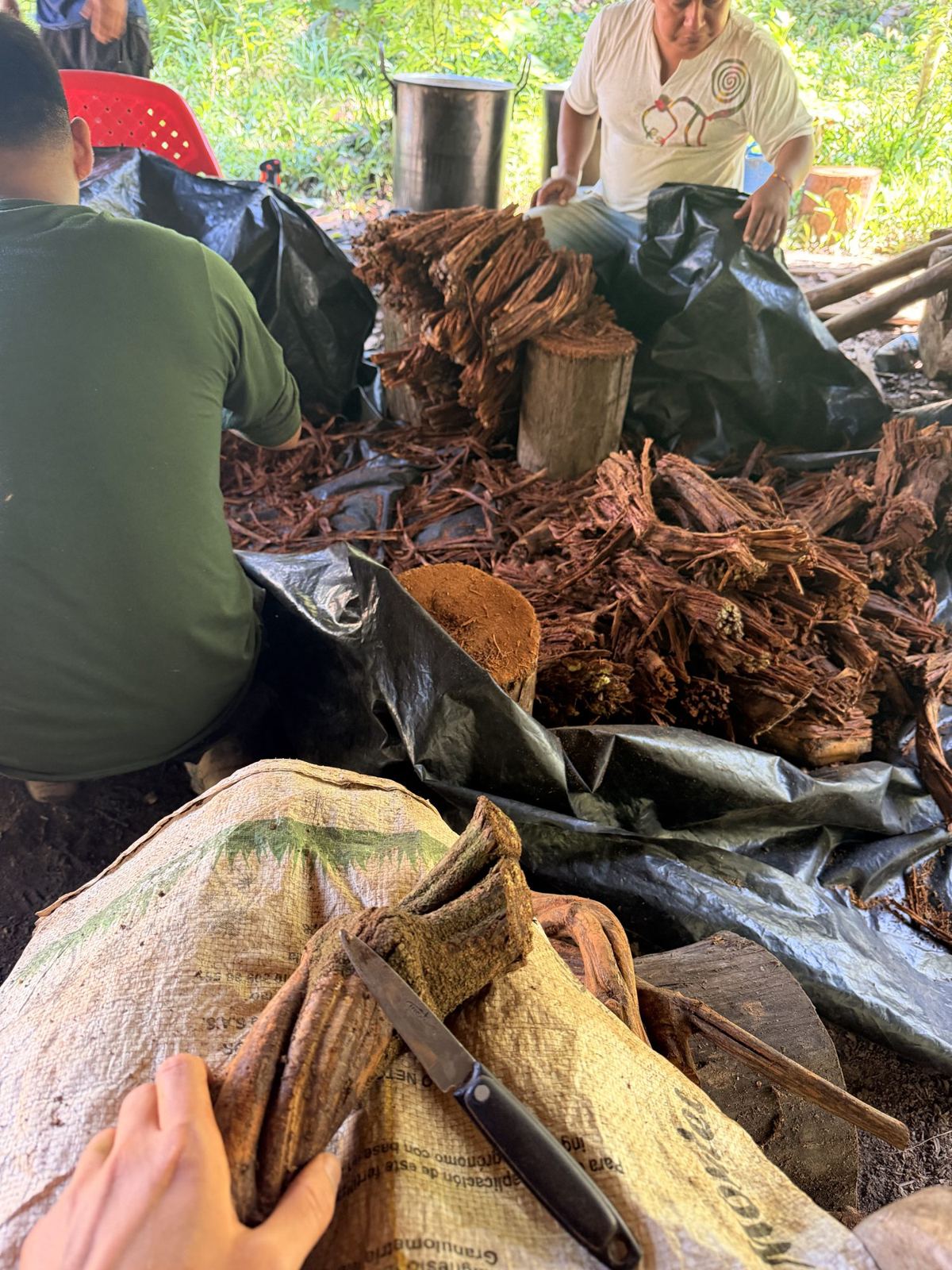Sorting the vine and leaves