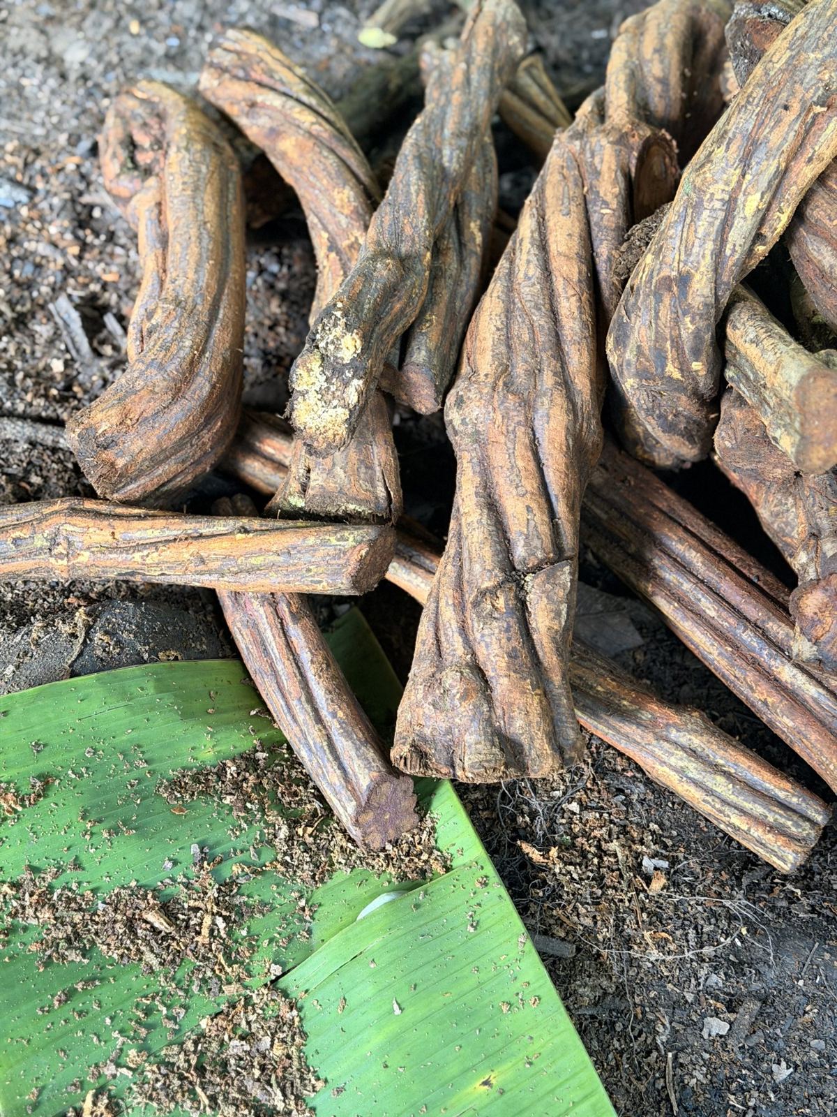 Freshly cut yagé vine on the forest floor